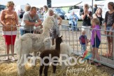 oogstfeest-2013_2364